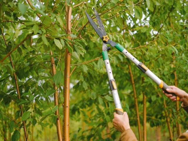 Tree Removal & Pruning by All Around Tree and Landscape
